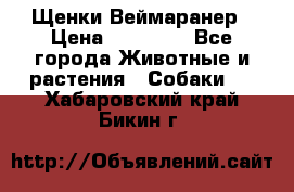 Щенки Веймаранер › Цена ­ 40 000 - Все города Животные и растения » Собаки   . Хабаровский край,Бикин г.